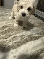 Toy poodle male , a male Poodle - Toy  for sale in Hamden, CT – 2 of 3