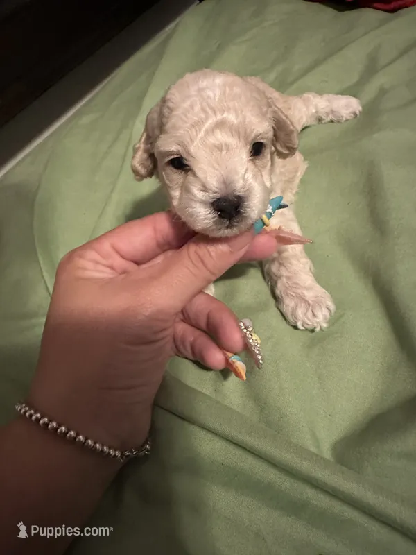 Male  – Poodle - Miniature  puppy for sale in Hamden, CT