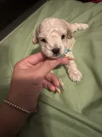 Male , a male Poodle - Miniature  for sale in Hamden, CT – 1 of 2