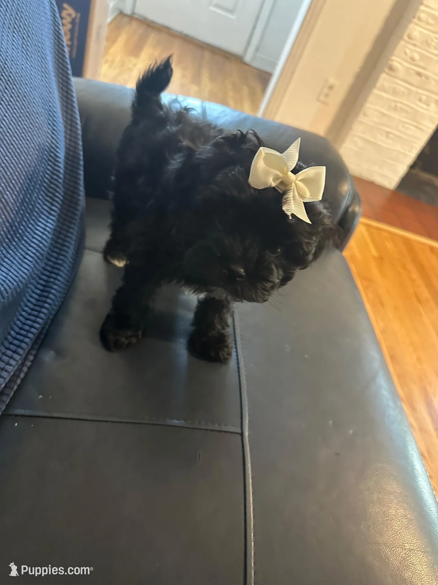 Toy Yorkipoo girl , a female Yorkipoo for sale in Hamden, CT – Photo 2 of 5