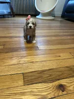 Female poodle parti , a female Poodle - Toy  for sale in Hamden, CT – 2 of 4