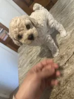 Toy male , a male Poodle - Toy  for sale in Hamden, CT – 3 of 4