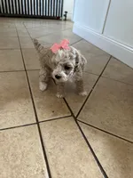 Toy poodle female , a female Poodle - Toy  for sale in Hamden, CT – 4 of 4