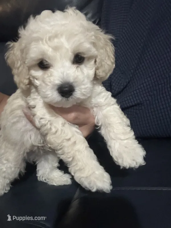 Poodle boy  – Poodle - Toy  puppy for sale in Hamden, CT