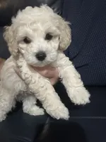 Poodle boy , a male Poodle - Toy  for sale in Hamden, CT – 1 of 5