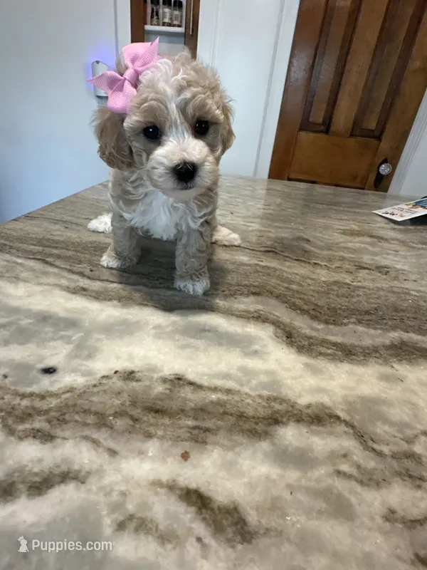 Toy poodle Female  – Poodle - Toy  puppy for sale in Hamden, CT