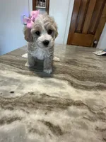 Toy poodle Female , a female Poodle - Toy  for sale in Hamden, CT – 1 of 4