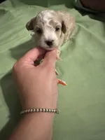 Toy poodle , a female Poodle - Toy  for sale in Hamden, CT – 3 of 4
