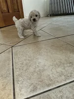 Toy poodle male , a male Poodle - Toy  for sale in Hamden, CT – 3 of 3