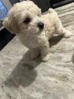Poodle boy , a male Poodle - Toy  for sale in Hamden, CT – 5 of 5