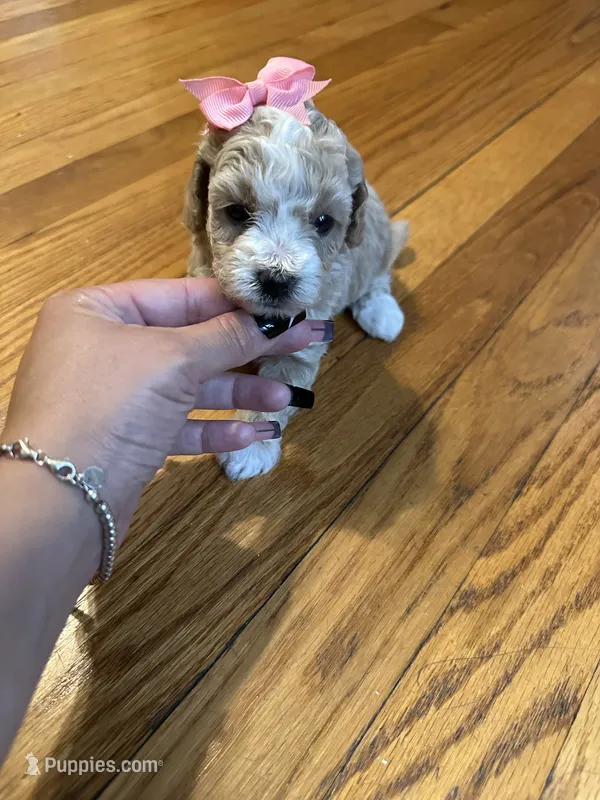 Female poodle parti  – Poodle - Toy  puppy for sale in Hamden, CT