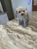 Toy male , a male Poodle - Toy  for sale in Hamden, CT – 4 of 4