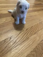 Toy Maltipoo girl, a female Maltipoo for sale in Hamden, CT – 4 of 4
