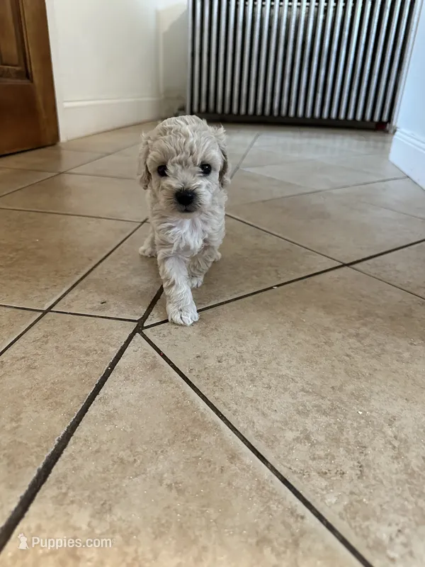 Toy poodle male  – Poodle - Toy  puppy for sale in Hamden, CT
