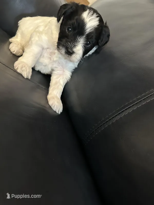 Black and white girl, a female Yorkipoo for sale in Hamden, CT – Photo 1 of 4