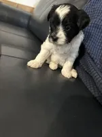 Black and white girl, a female Yorkipoo for sale in Hamden, CT – Photo 2 of 4