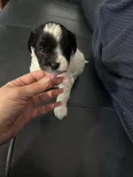 Black and white girl, a female Yorkipoo for sale in Hamden, CT – Photo 3 of 4