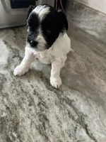 Black and white girl, a female Yorkipoo for sale in Hamden, CT – Photo 4 of 4