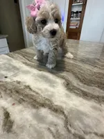 Toy poodle Female , a female Poodle - Toy  for sale in Hamden, CT – 2 of 4
