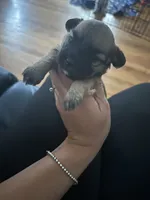 Maltipoo2 , a female Maltipoo for sale in Hamden, CT – 1 of 3