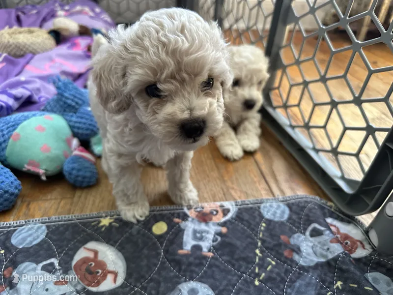 Toy poodle male  – Poodle - Toy  puppy for sale in Hamden, CT