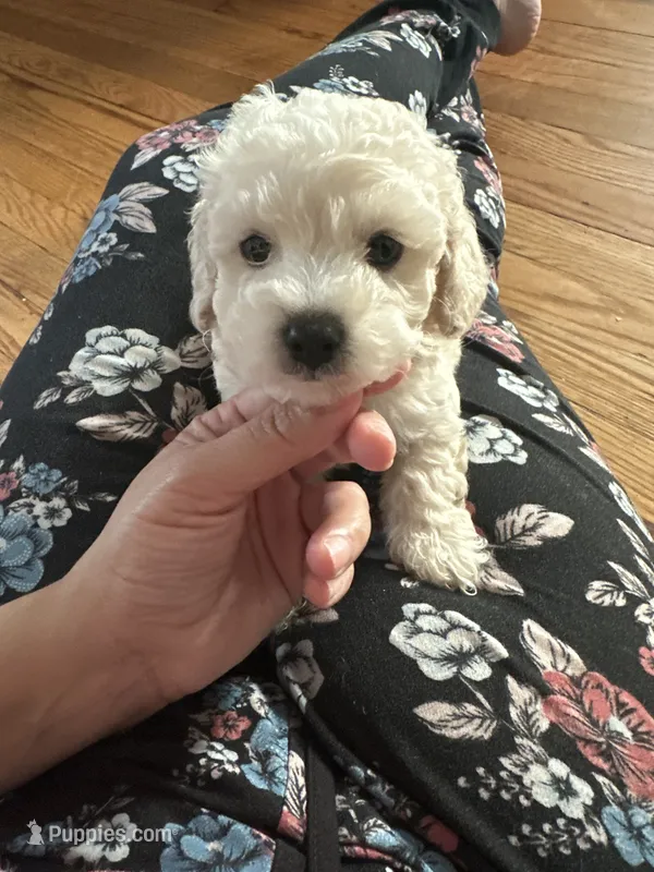 Small mini boy  – Poodle - Miniature  puppy for sale in Hamden, CT