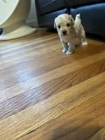 Male poodle , a male Poodle - Toy  for sale in Hamden, CT – 2 of 2