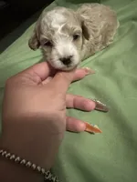 Toy poodle , a female Poodle - Toy  for sale in Hamden, CT – 4 of 4