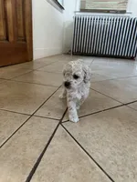 Toy poodle male , a male Poodle - Toy  for sale in Hamden, CT – 2 of 3