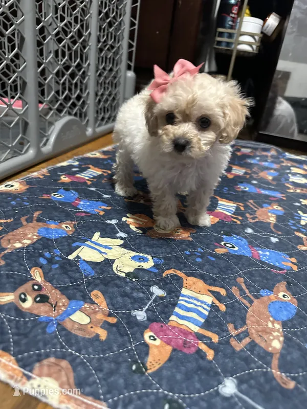 Toy poodle  – Poodle - Toy  puppy for sale in Hamden, CT
