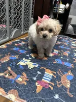 Toy poodle , a female Poodle - Toy  for sale in Hamden, CT – 2 of 4
