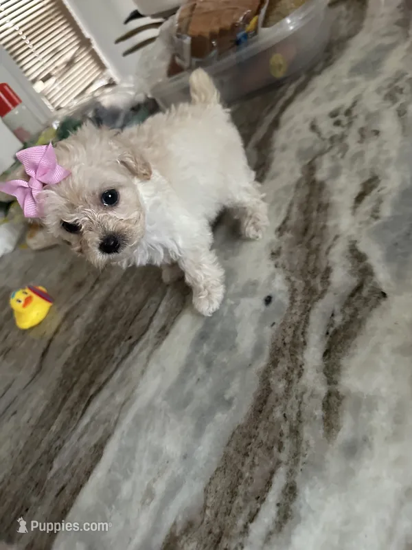 Toy poodle  – Poodle - Toy  puppy for sale in Hamden, CT