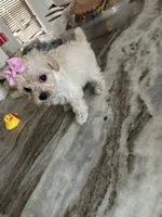 Toy poodle , a female Poodle - Toy  for sale in Hamden, CT – 1 of 4