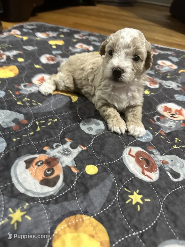 Small mini female  – Poodle - Toy  puppy for sale in Hamden, CT