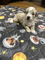 Small mini female , a female Poodle - Toy  for sale in Hamden, CT – 1 of 3