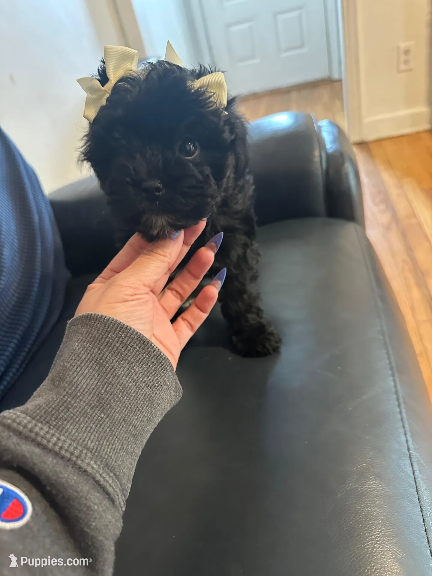 Toy Yorkipoo girl , a female Yorkipoo for sale in Hamden, CT – Photo 4 of 5