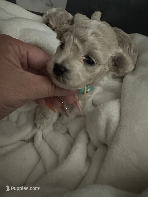 Toy poodle male  – Poodle - Toy  puppy for sale in Hamden, CT