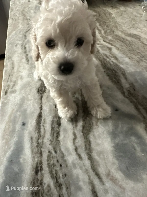 Small mini boy  – Poodle - Miniature  puppy for sale in Hamden, CT
