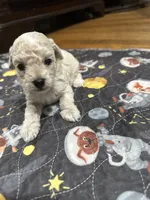 Toy male , a male Poodle - Toy  for sale in Hamden, CT – 2 of 2