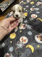 Small mini female , a female Poodle - Toy  for sale in Hamden, CT – 3 of 3