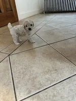 Toy poodle male , a male Poodle - Toy  for sale in Hamden, CT – 3 of 3