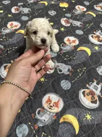 Small mini boy, a male Poodle - Miniature  for sale in Hamden, CT – 3 of 3
