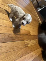 Female poodle parti , a female Poodle - Toy  for sale in Hamden, CT – 3 of 4