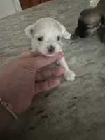 Maltipoo, a female Maltipoo for sale in Hamden, CT – 2 of 2