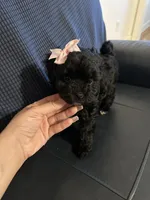 Yorkipoo, a female Yorkipoo for sale in Hamden, CT – Photo 1 of 3