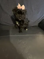 Yorkipoo, a female Yorkipoo for sale in Hamden, CT – Photo 2 of 3