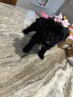 Yorkipoo, a female Yorkipoo for sale in Hamden, CT – Photo 3 of 3