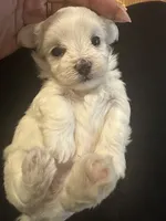 Toy Maltipoo girl, a female Maltipoo for sale in Hamden, CT – 2 of 4
