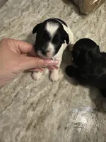 Yorkipoo girl, a female Yorkipoo for sale in Hamden, CT – Photo 2 of 2