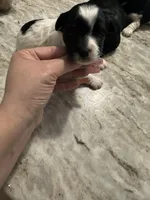 Yorkipoo girl, a female Yorkipoo for sale in Hamden, CT – Photo 1 of 2